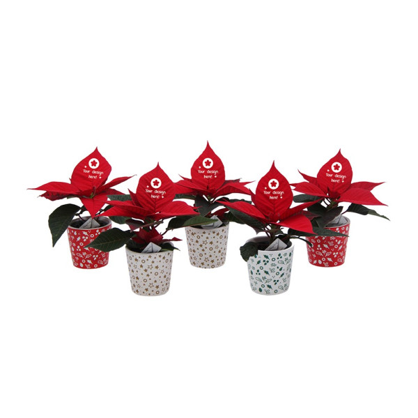 Message Printz® - Pointsettia (christmas star)